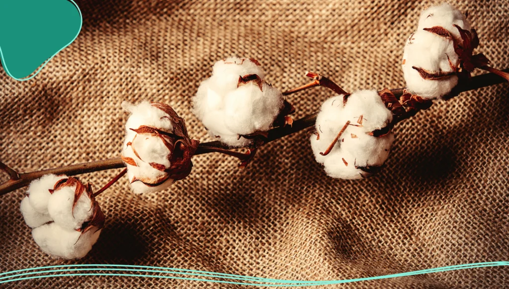 Cotton plant used to make organic cotton promotional apparel 