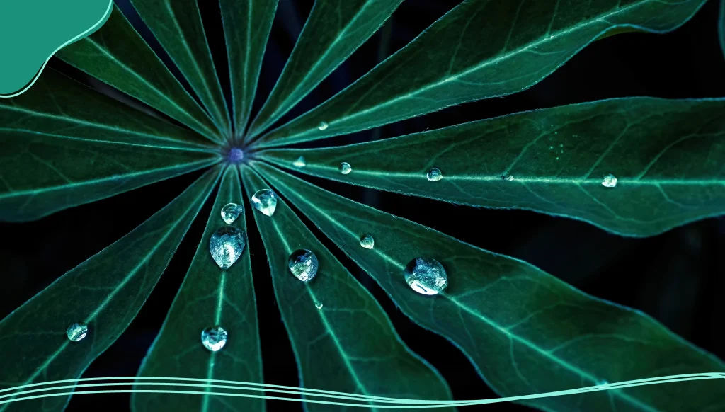 Green flower leaf with drops close-up for a natural background